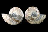 Bargain, Cut & Polished Ammonite Fossil - Madagascar #148018-1
